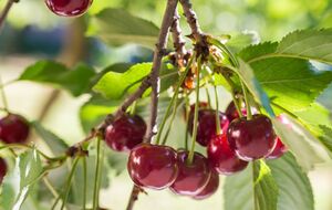 Молодые саженцы вишни и старые деревья требуют разных подходов к подкормке