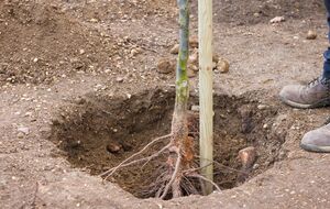 Обычно размер ямы для плодовых деревьев составляет 1 м в глубину и 1 м в ширину