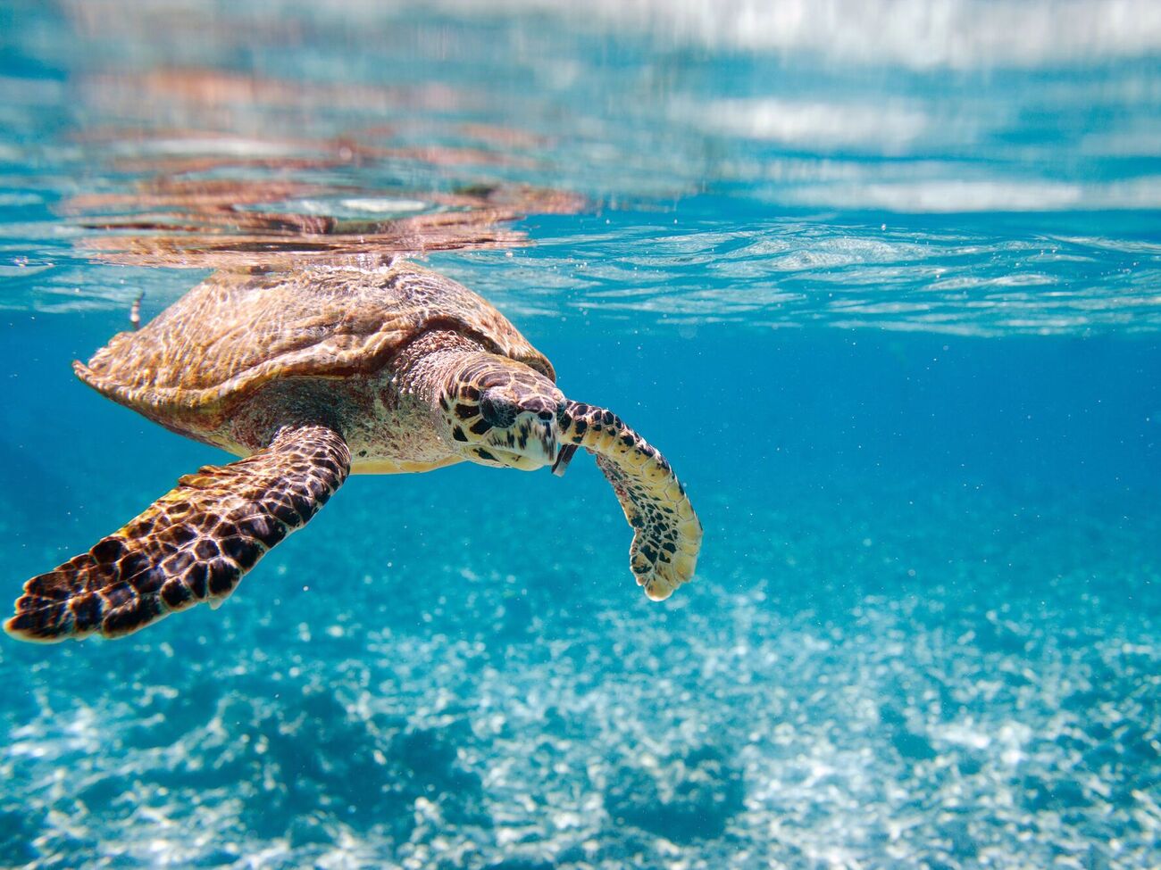 Мясо морской черепахи считается у жителей Занзибара деликатесом