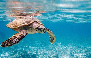 Мясо морской черепахи считается у жителей Занзибара деликатесом