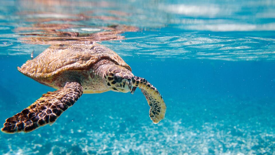 М'ясо морської черепахи жителі Занзібару вважають делікатесом