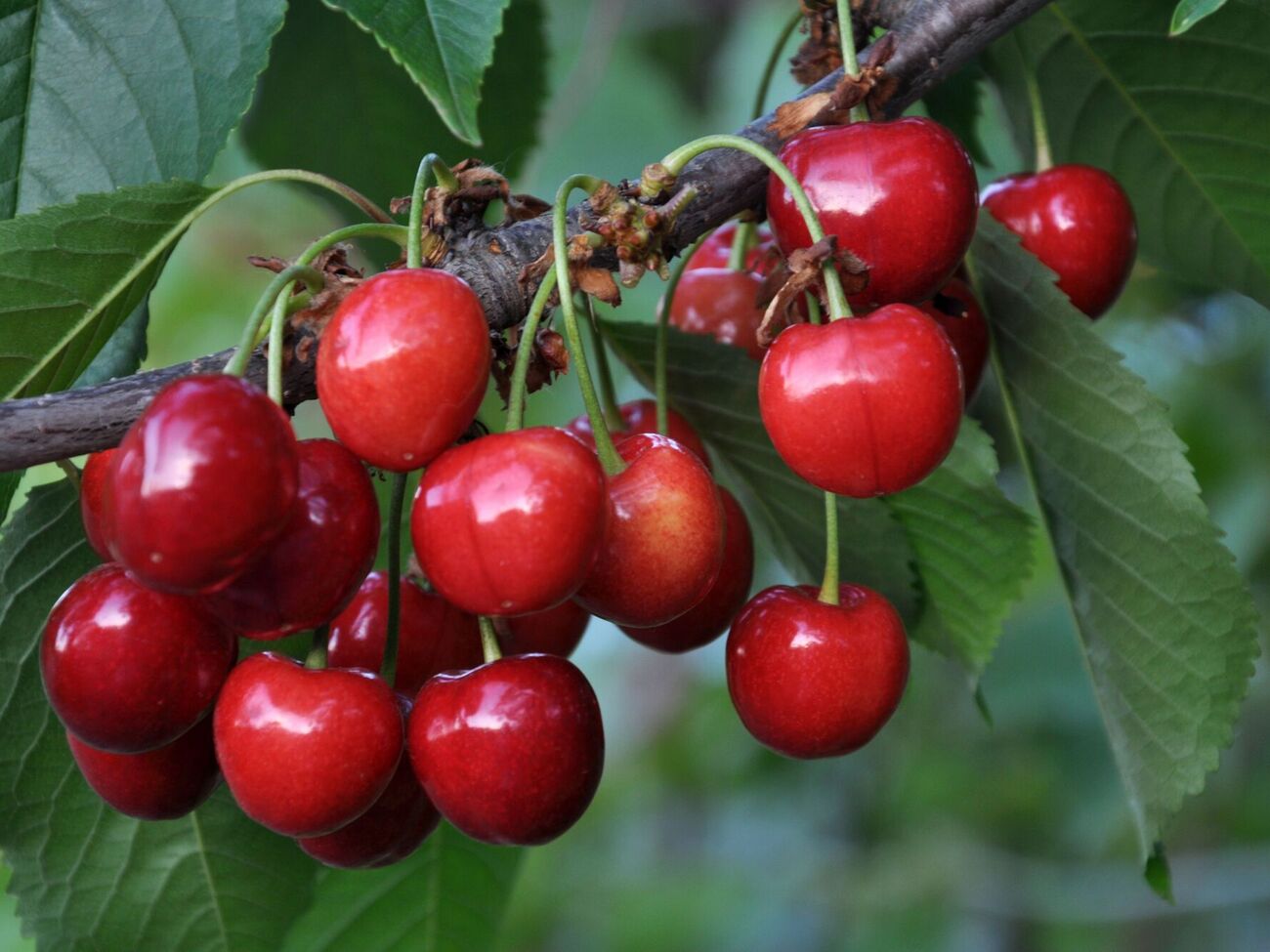 Черешня порадует урожаем