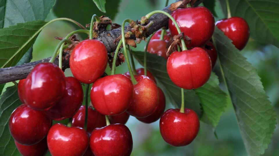 Черешня порадует урожаем