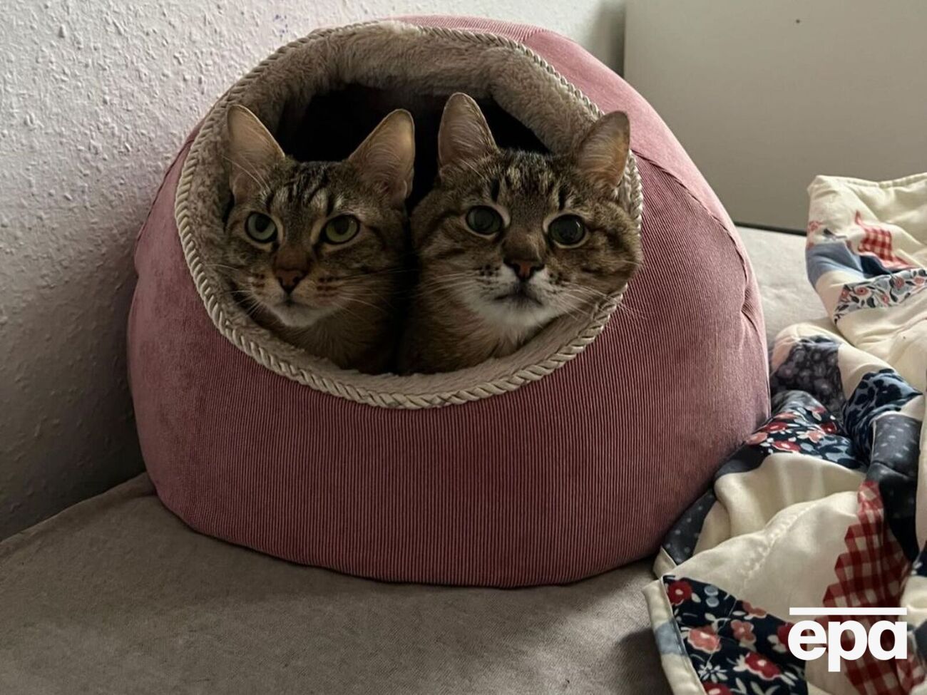 Кот Степан вместе с женой Стефанией теперь живет в Германии