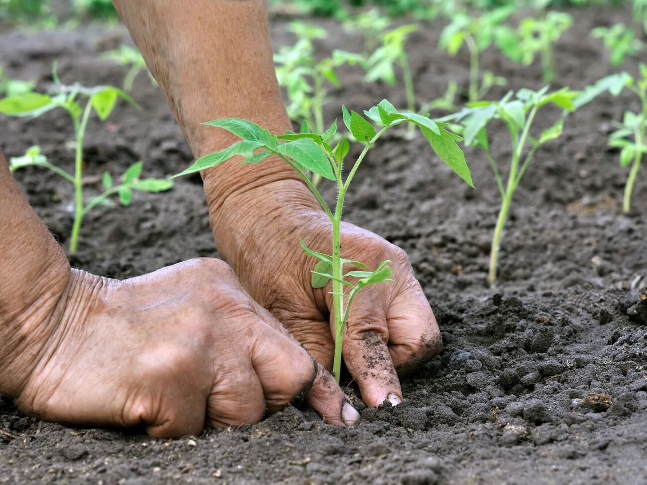 Чтобы на каждом растении завязалось как можно больше плодов, во время цветения томаты рекомендуется опрыскивать раствором борной кислоты