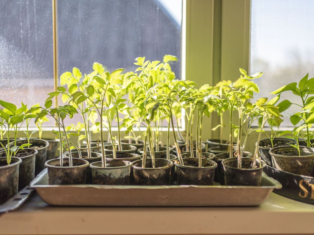 Іноді через надлишок світла на розсаді з'являються плями