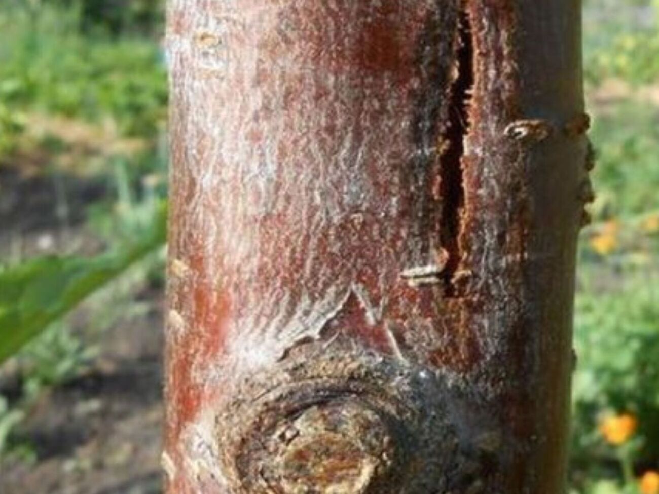Трещины на коре могут появиться из-за злоупотребления удобрениями