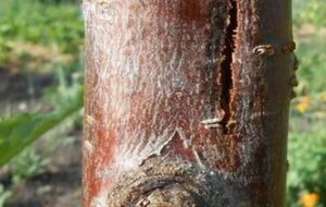 Трещины на коре могут появиться из-за злоупотребления удобрениями