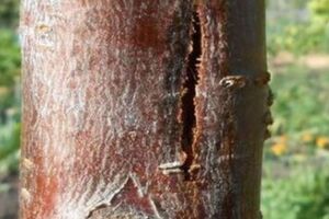 Трещины на коре могут появиться из-за злоупотребления удобрениями