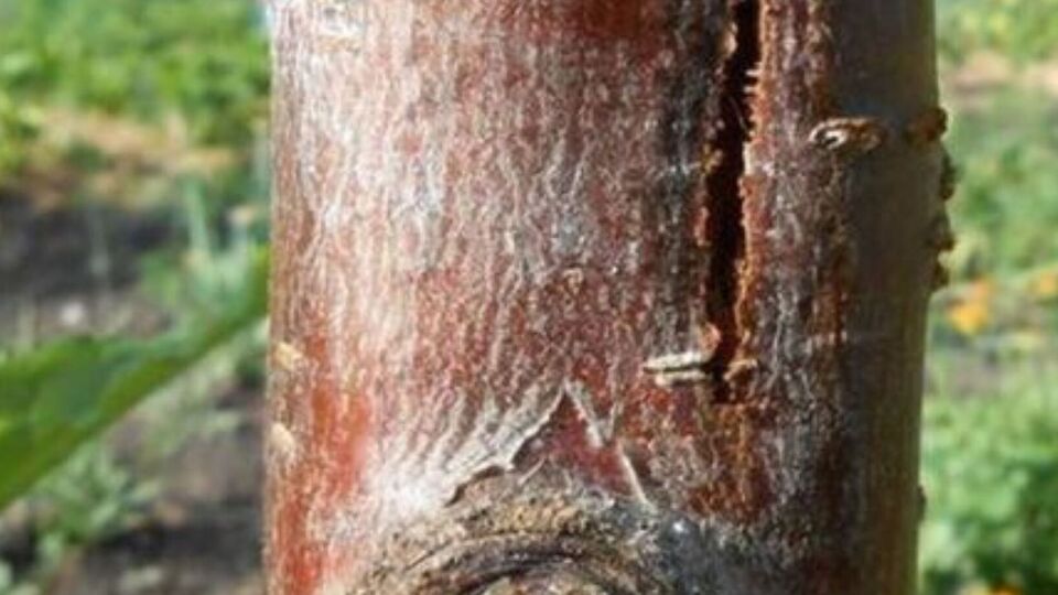 Тріщини на корі можуть з'явитися через зловживання добривами