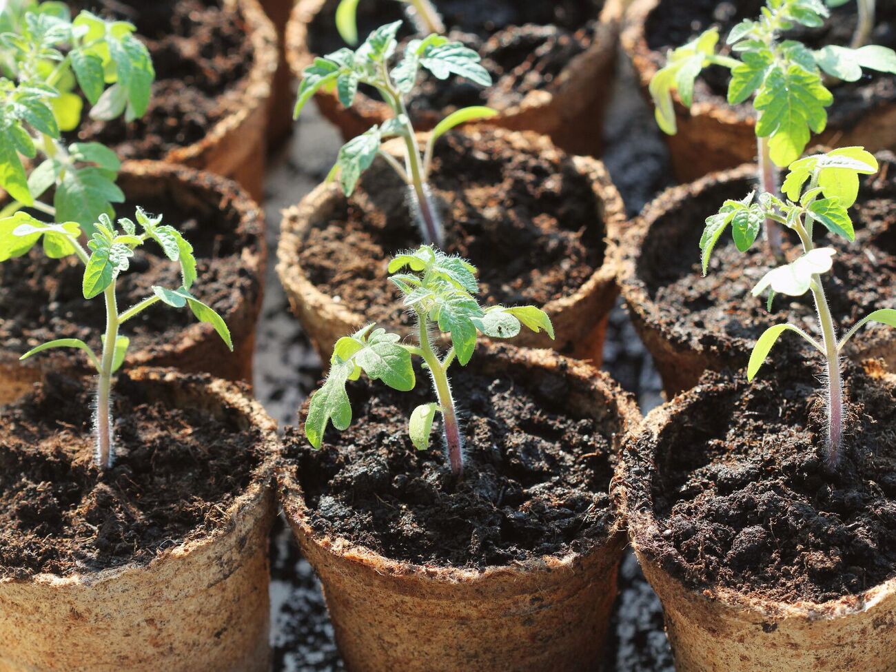 Листя томатів стає жовтим, якщо використовували кислий ґрунт