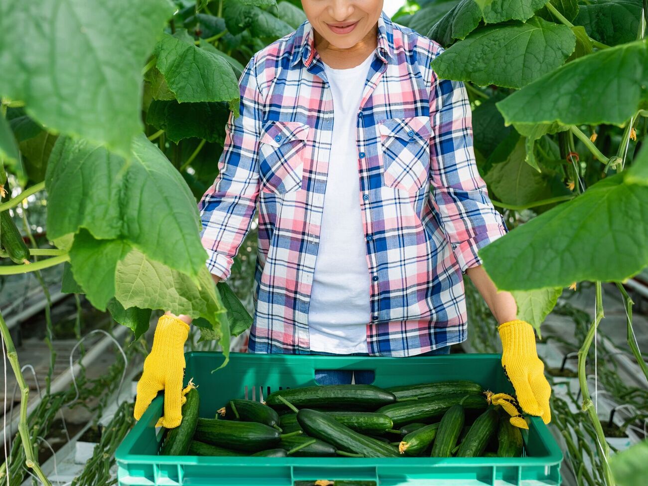 Огірки будуть дуже якісними