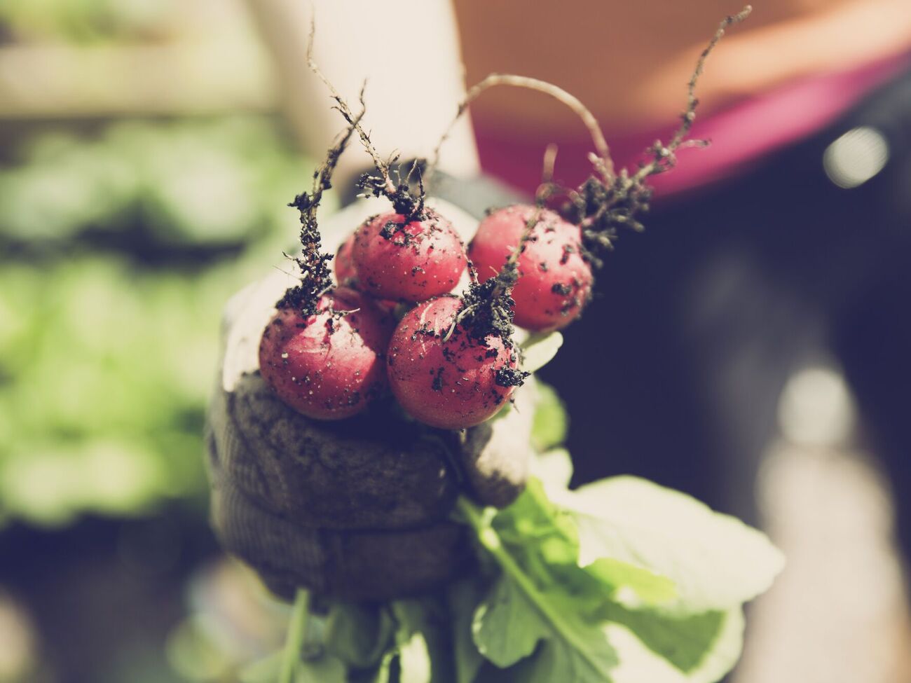 Редис вырастает быстро