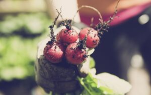 Редис вырастает быстро