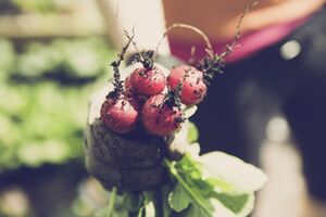 Редис виростає швидко