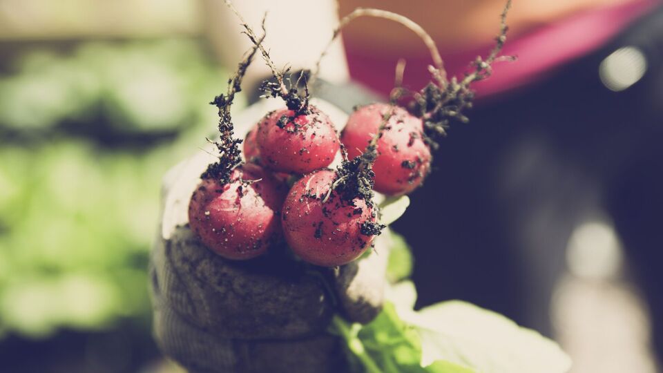 Редис виростає швидко