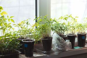 Поливати настоєм родзинок потрібно не суху землю, а вже попередньо зволожену звичайною водою