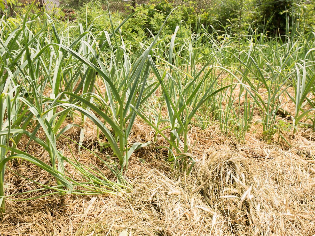 Для мульчирования чаще всего используют солому