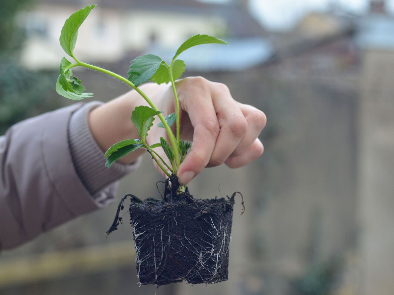 За состоянием рассады нужно тщательно следить
