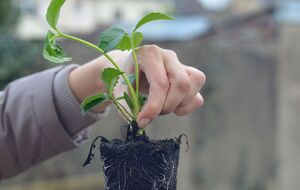 За состоянием рассады нужно тщательно следить