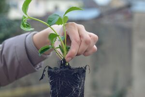 За станом розсади потрібно ретельно стежити