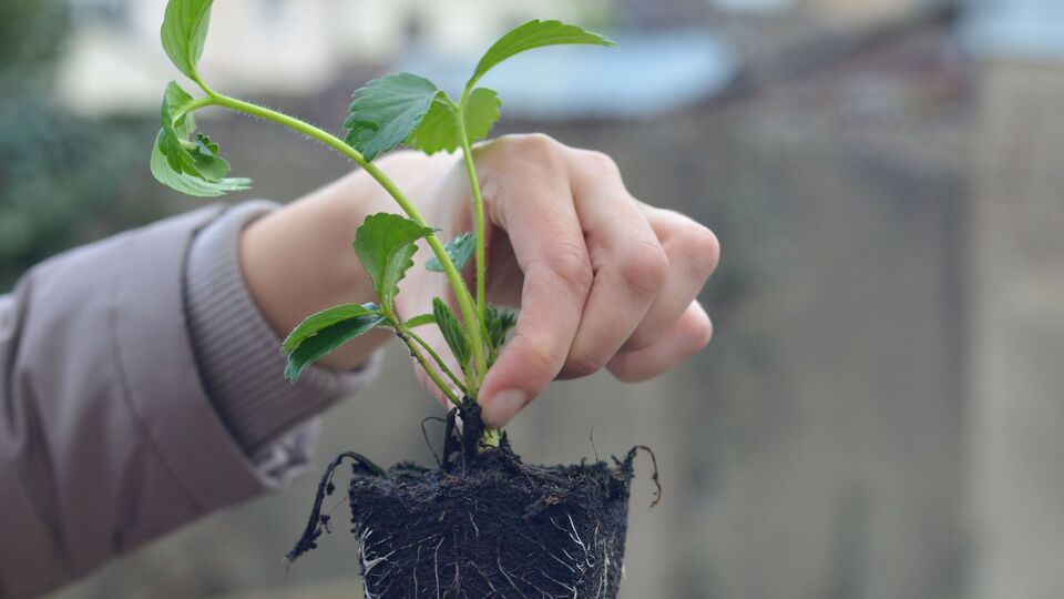 За станом розсади потрібно ретельно стежити