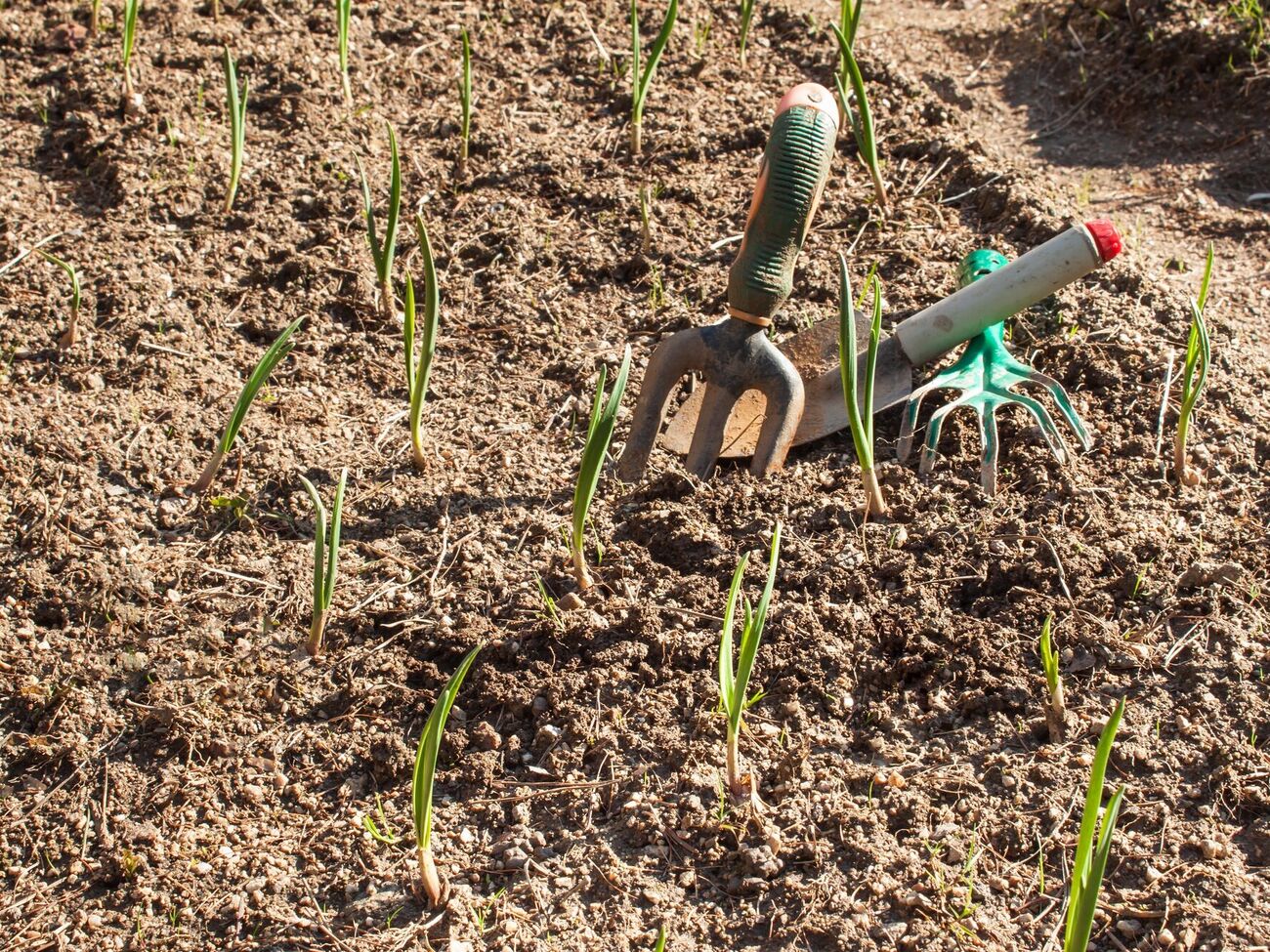 Важно посадить чеснок на хорошо освещенном участке