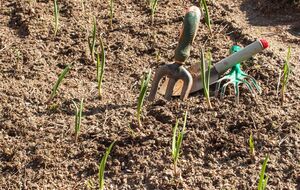 Важно посадить чеснок на хорошо освещенном участке