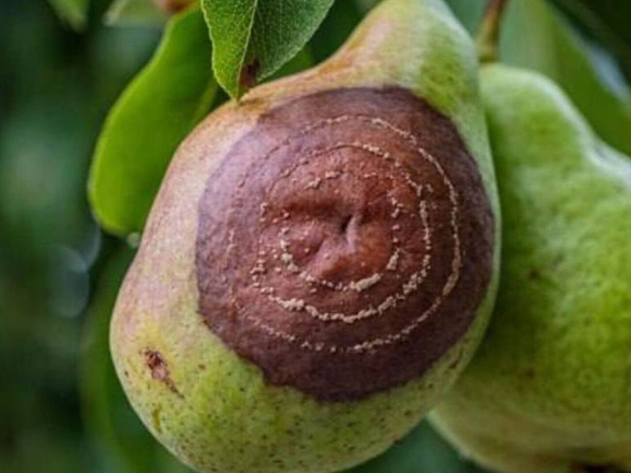 Плодова гниль уражає яблуню, грушу, черешню, персик та інші плодові