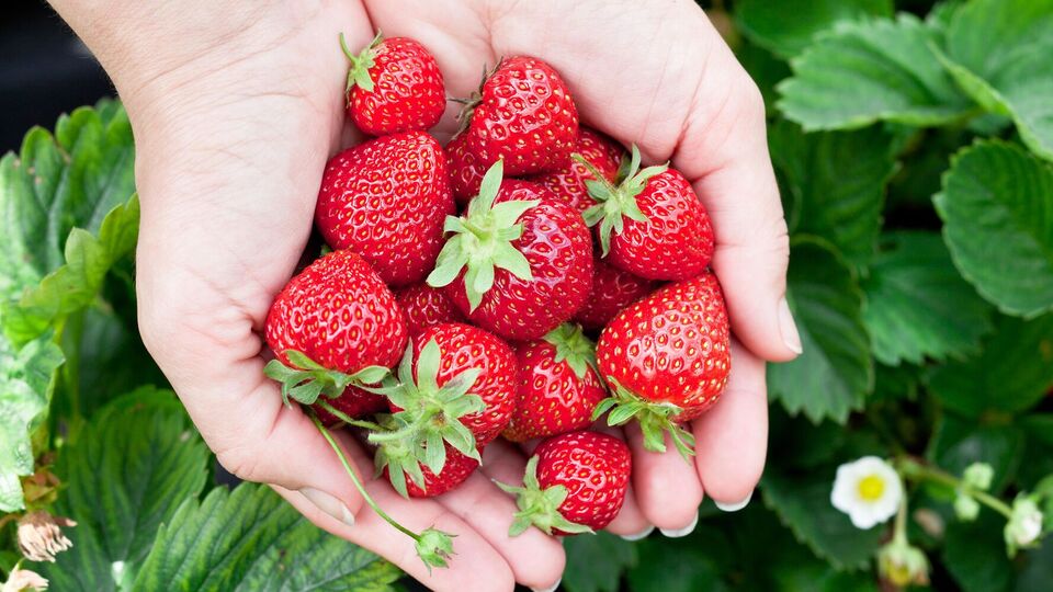 Полуниця буде якісною і смачною