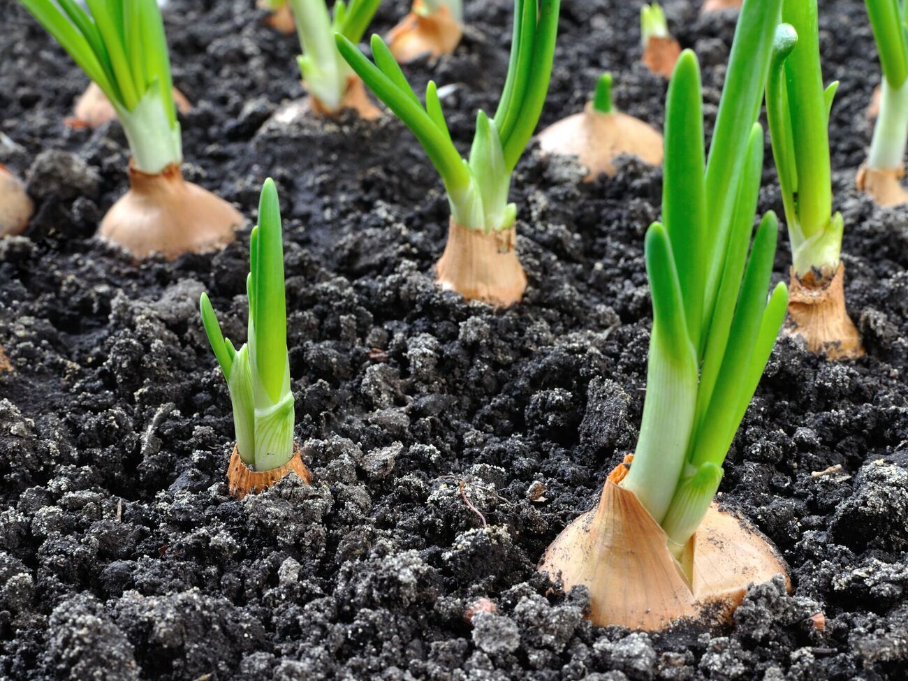 Для приготування розчину потрібно п'ять таблеток метронідазолу розчинити в 10 л води