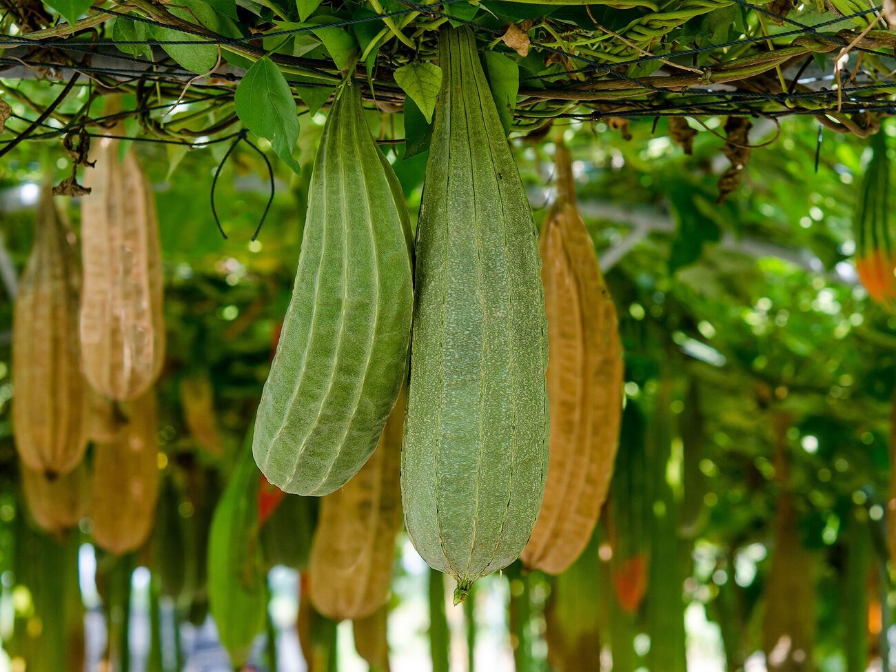 Люфа формує досить велике листя, яке випаровує багато вологи