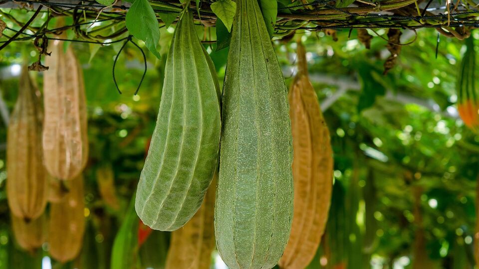 Люфа формує досить велике листя, яке випаровує багато вологи