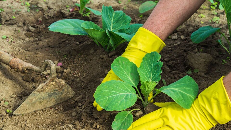 Під час видалення листя необхідно бути обережними, щоб не пошкодити стебла й верхні частини рослини