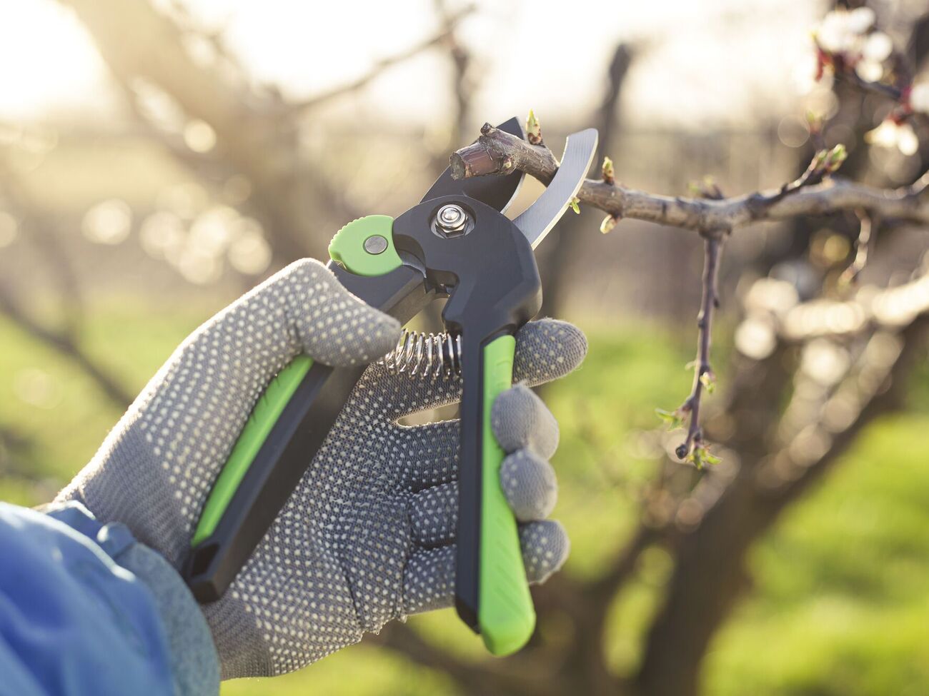 Обрезку нужно проводить до начала сокодвижения в дереве