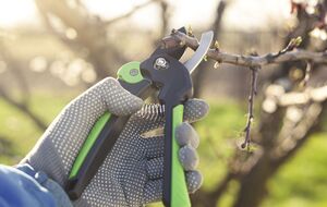 Обрезку нужно проводить до начала сокодвижения в дереве