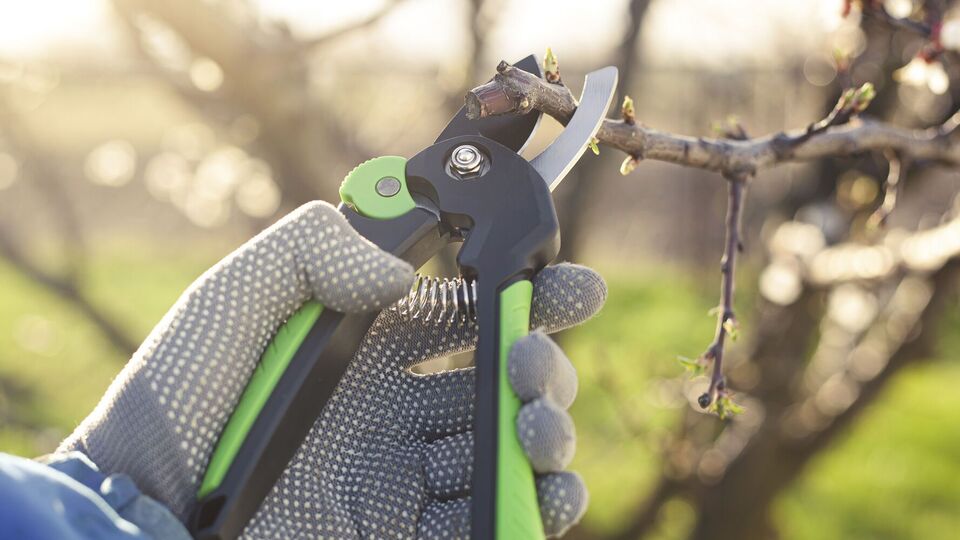 Обрезку нужно проводить до начала сокодвижения в дереве