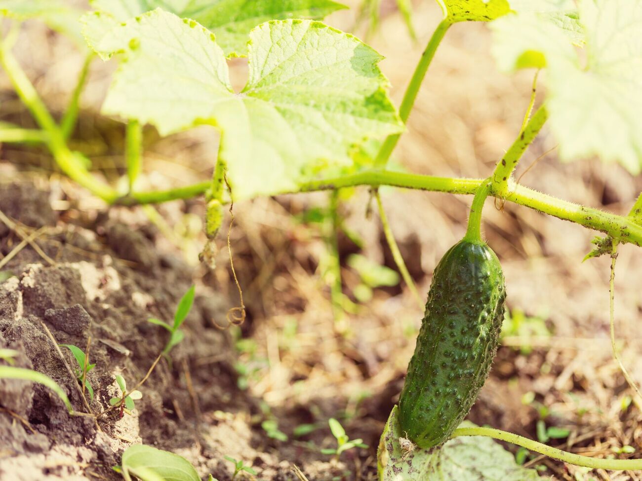 Если посадить огурцы на травяную подушку, корни растений не будут повреждаться насекомыми