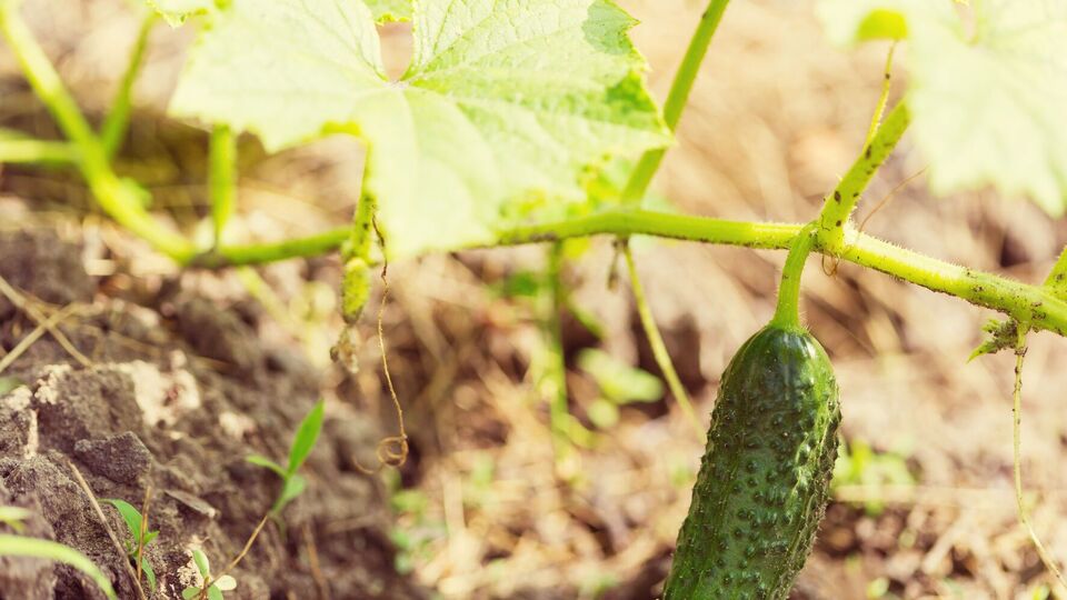 Якщо посадити огірки на трав'яну подушку, коріння рослин не пошкоджуватимуть комахи
