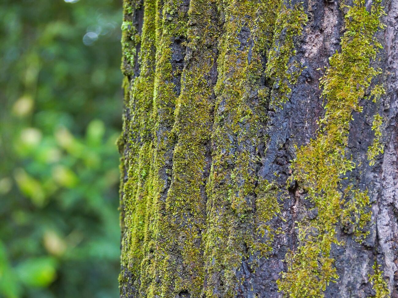 Обработку сада от мха и лишайников щавелевой кислотой проводят дважды в год – весной и осенью