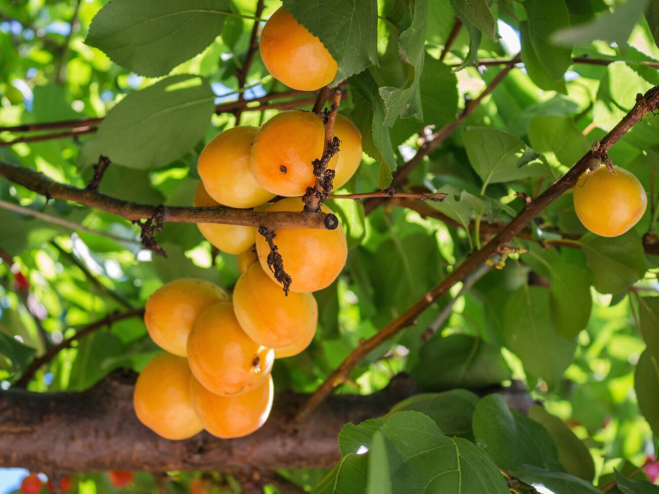 Правильное формирование кроны ускорит плодоношение