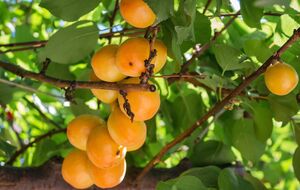 Правильное формирование кроны ускорит плодоношение