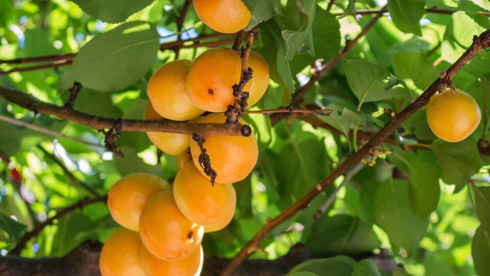 Правильное формирование кроны ускорит плодоношение