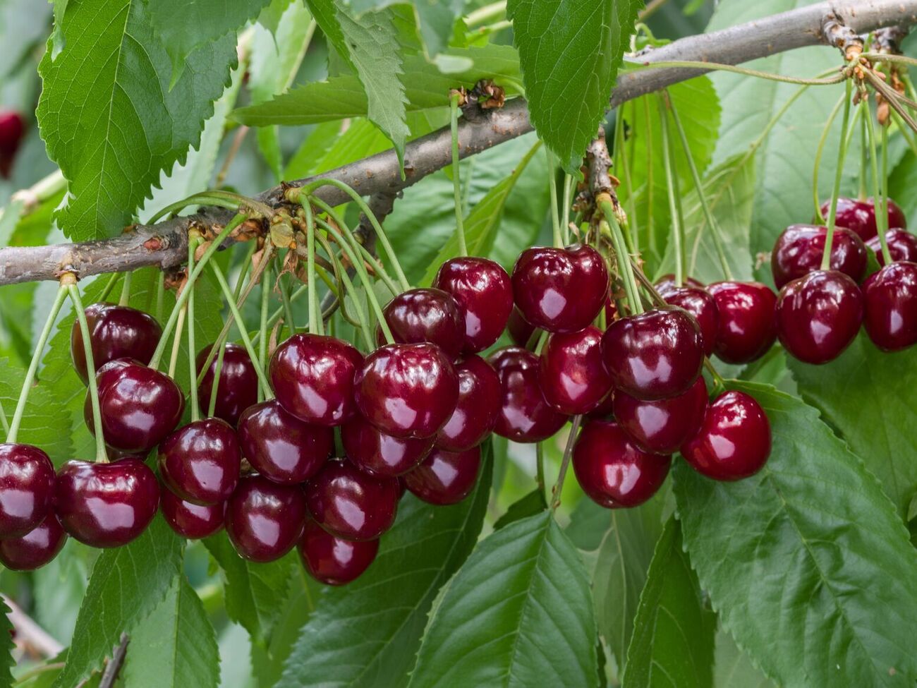 Здоровое дерево даст щедрый урожай