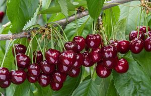 Здоровое дерево даст щедрый урожай