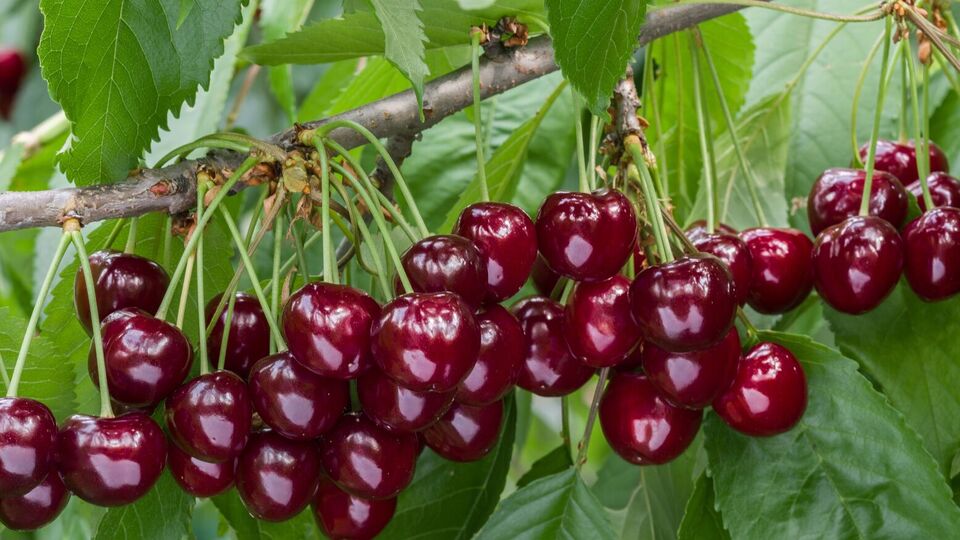 Здоровое дерево даст щедрый урожай