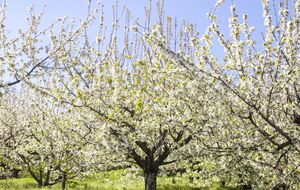 По словам агронома, удобрять сад во время цветения опасно для пчел