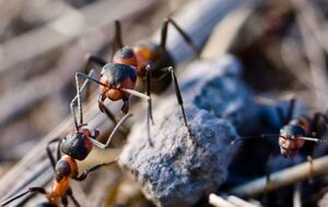 Муравьи не смогут навредить вашему участку