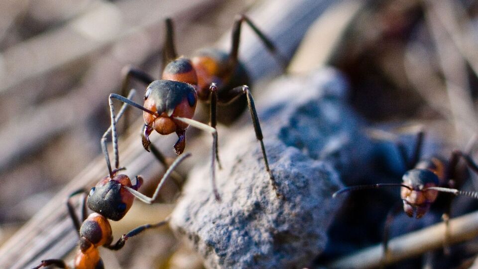 Муравьи не смогут навредить вашему участку