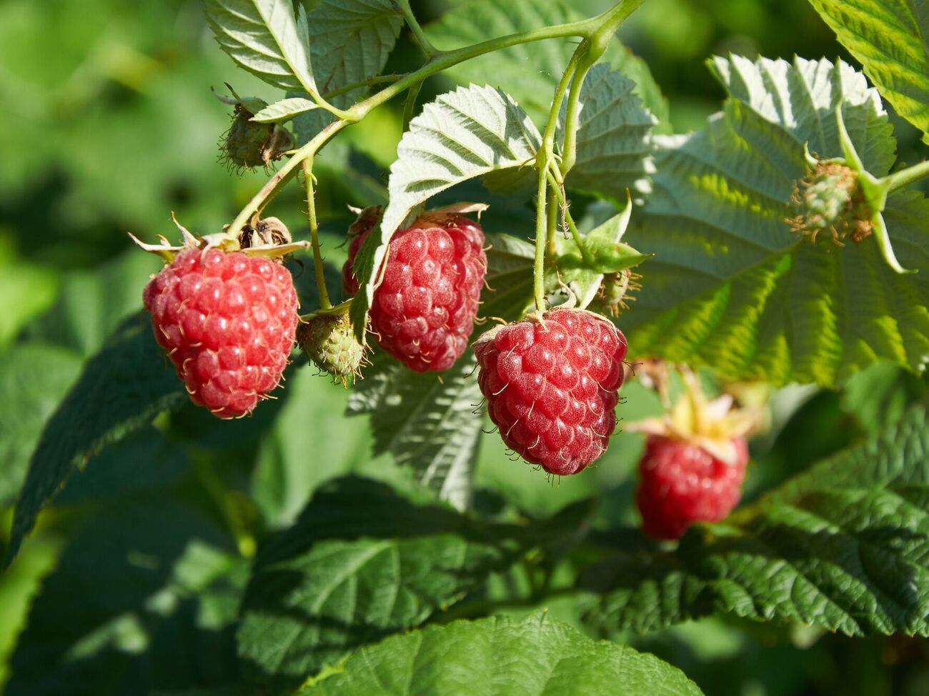 Малина вырастет крупной, если для нее создать определенные условия